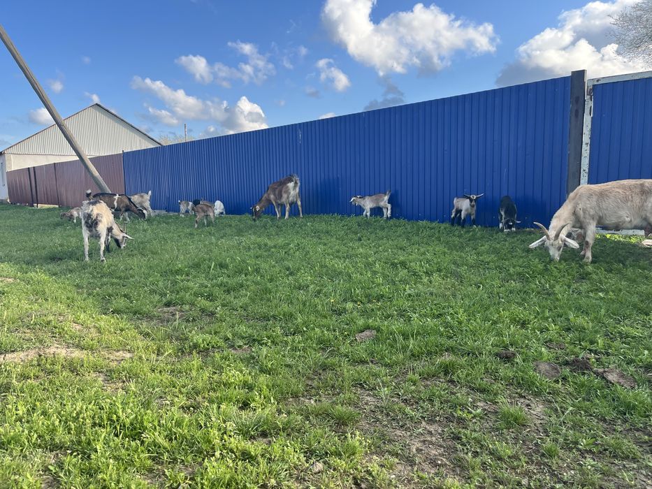 Продам Коз и козлят