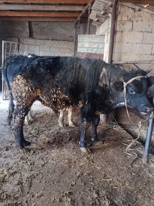 Буқа сатылады аа