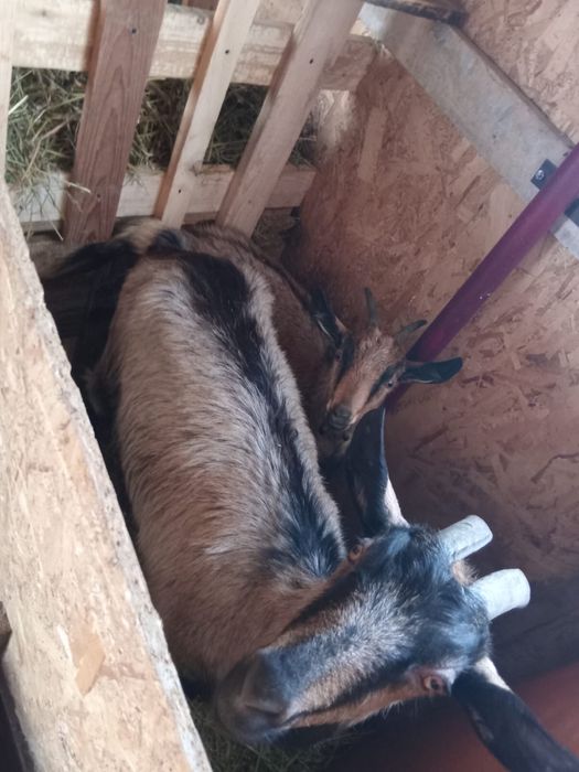 Capre de rasa 2 bucati