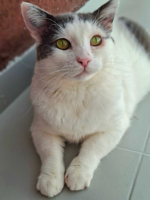 Adoptie motan alb castrat