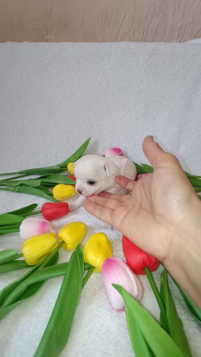 Крошка чихуахуа  щенок