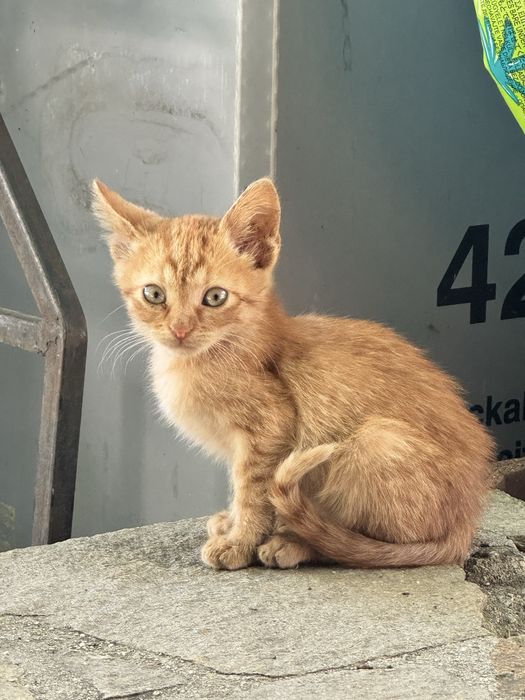 Подаряваме котенца