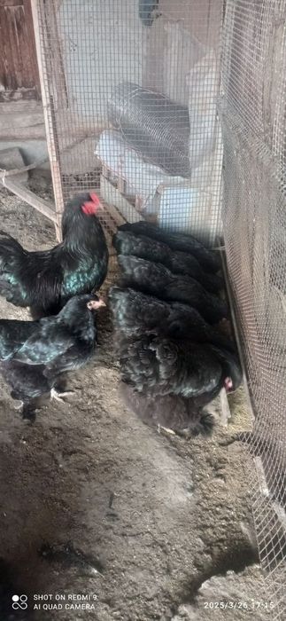 Тухумлар сотилади