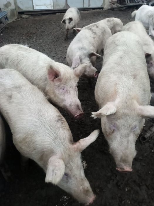 Свободни 5 бр прасета