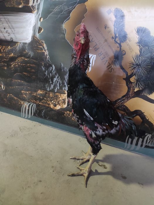 Porno mortal kombat porno 3D onlayn