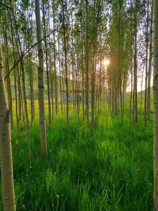 Jizzax Baxmal dam olish maskani sotiladi