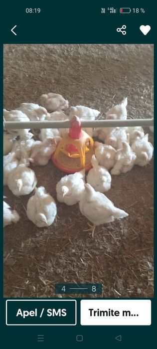 Pui alb de carne și rasă mixtă