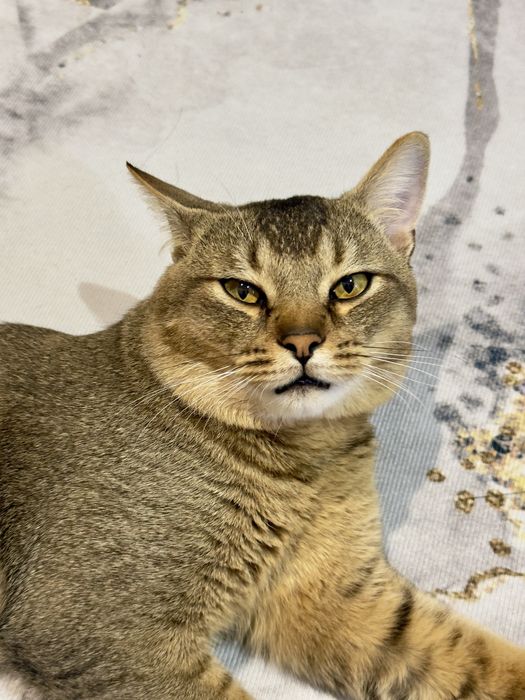 Продам молодого кота Чаузи