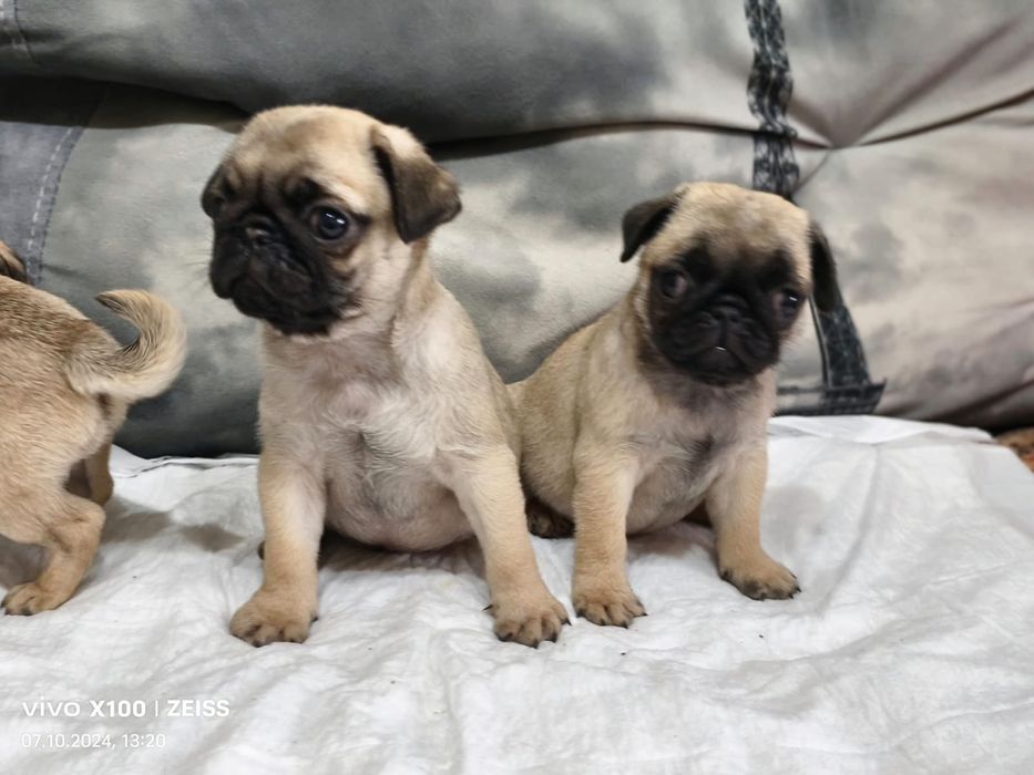 Очаровальные щенки Мопса.