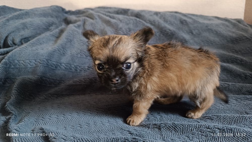 Щенок Чихуахуа (кобель)