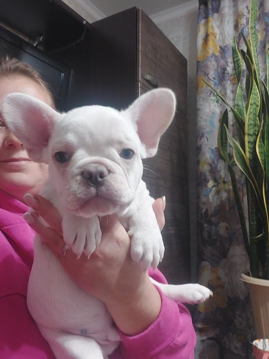 Малыш французского бульдога