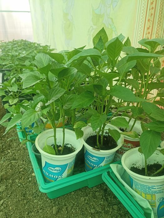 Продам рассаду перец и помидоры.