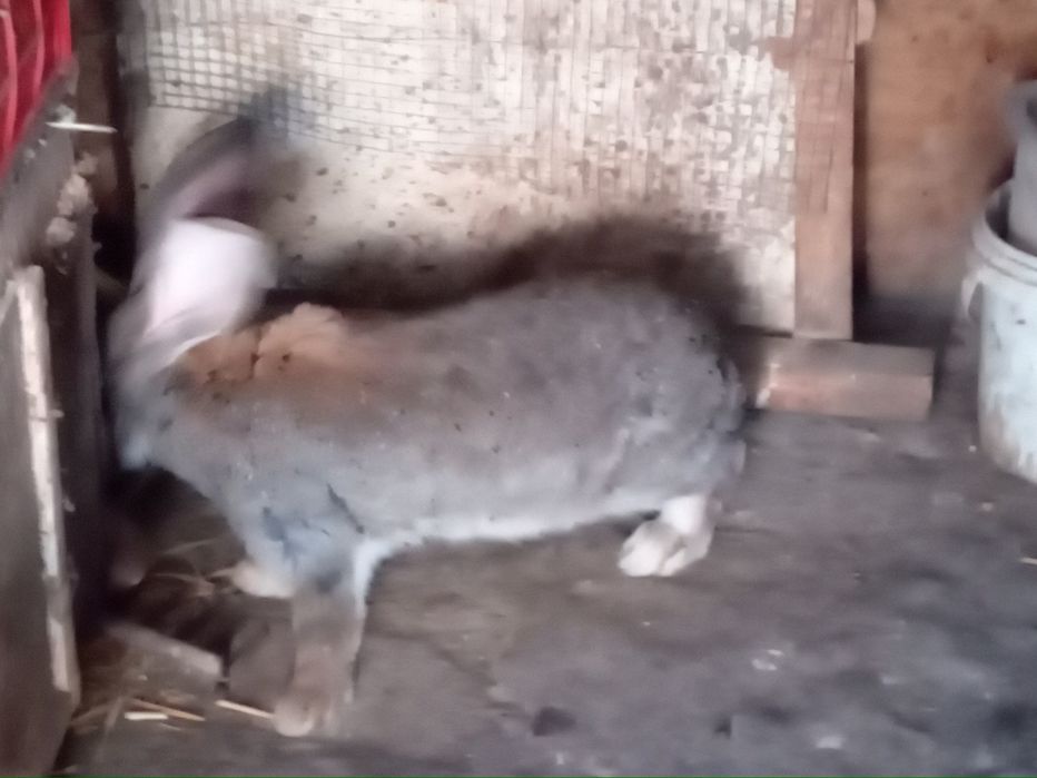 Продам молодых крольчат породы самец строгачь  самка фландр