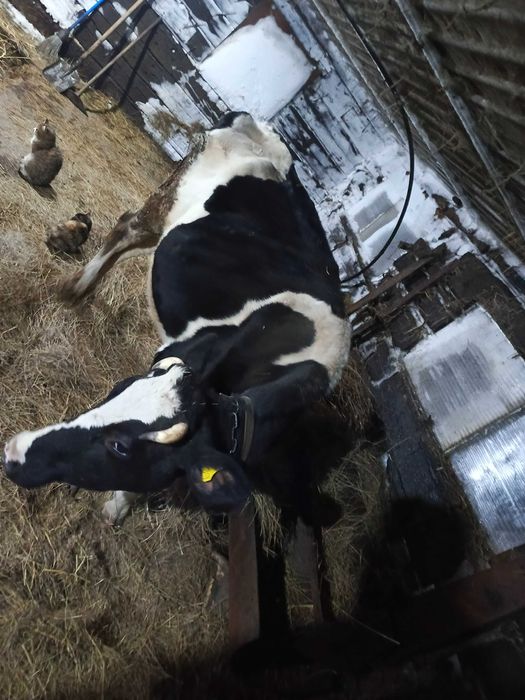 Продам перво телку