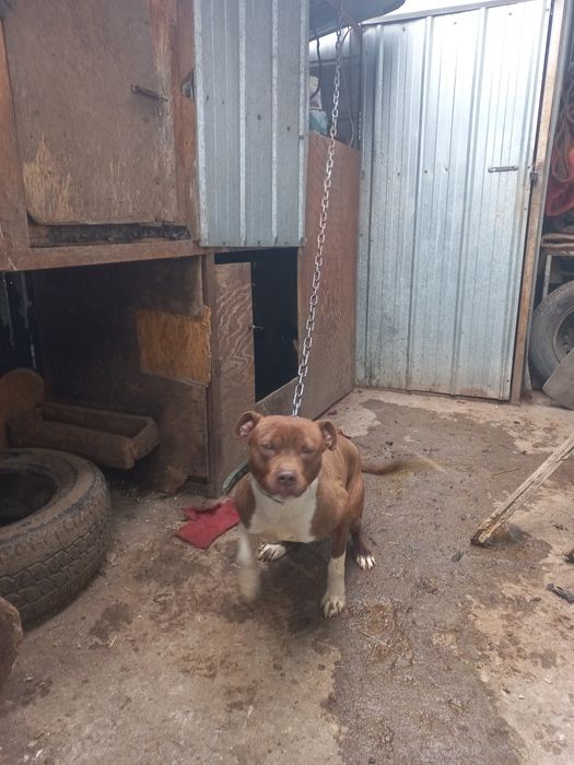 Продам пита сука