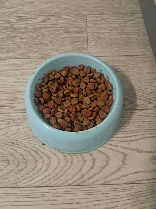 Отдам даром кота