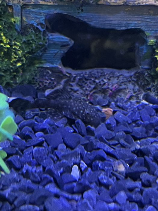 Мальки сом анциструс