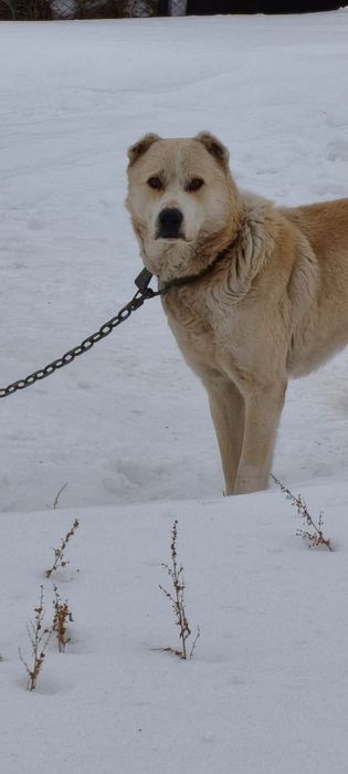 Отдам в хорошие руки