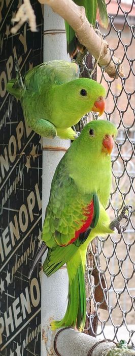 Продавам папагали