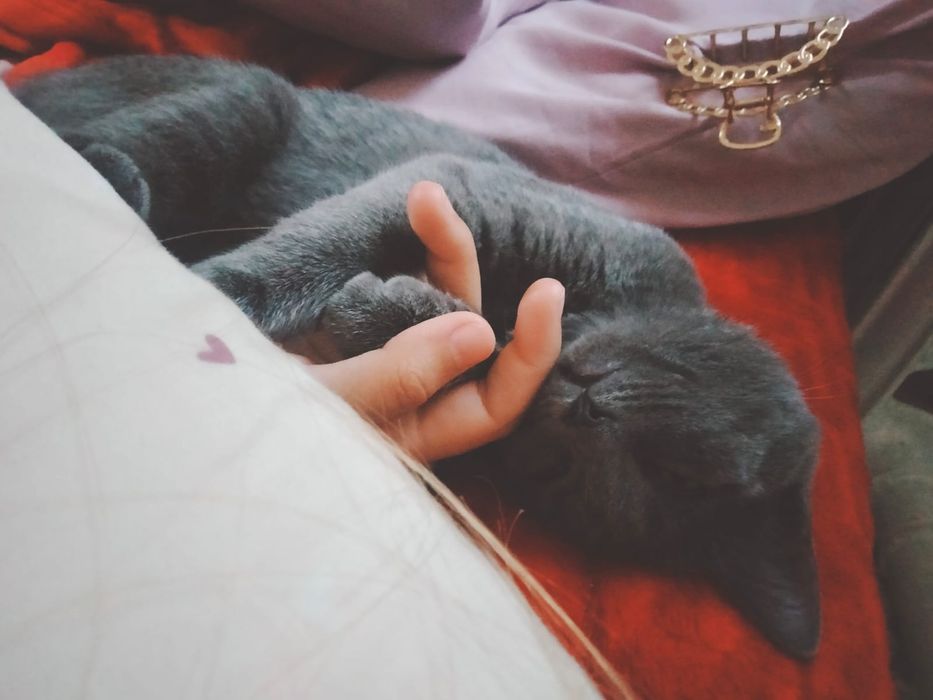 Кошки для домашная