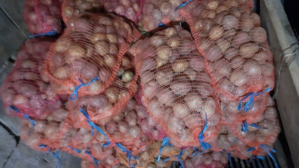 Vând cartofii 2 lei kg