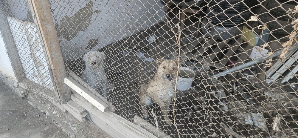 Отдам в добрые руки