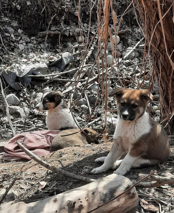 Отдаём, в добрые руки