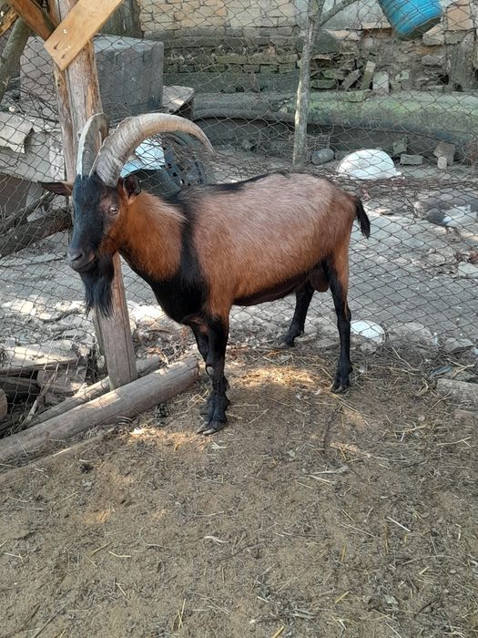 Țapi alpin francez