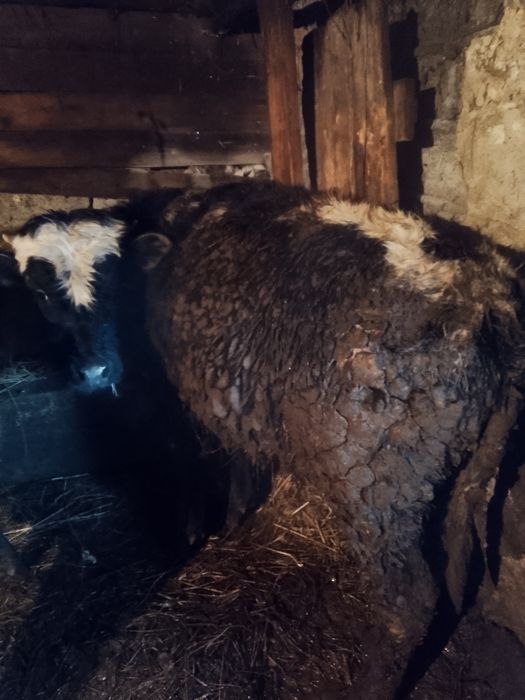 Продам годовалого быка