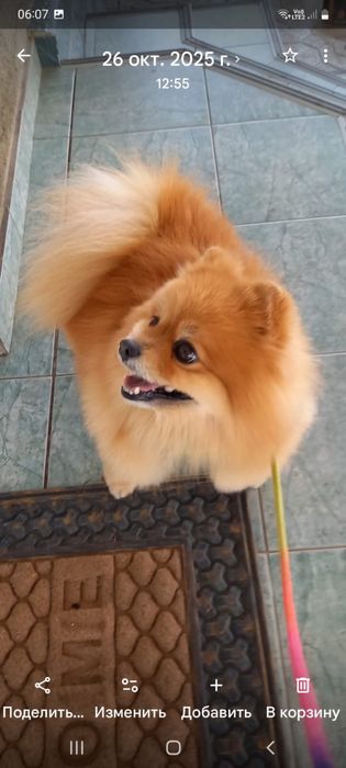 Пропал Шпиц село КазЦинк