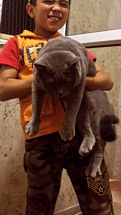 котёнки мрамор Shishila skotish fold скотиш британкаmushuklar