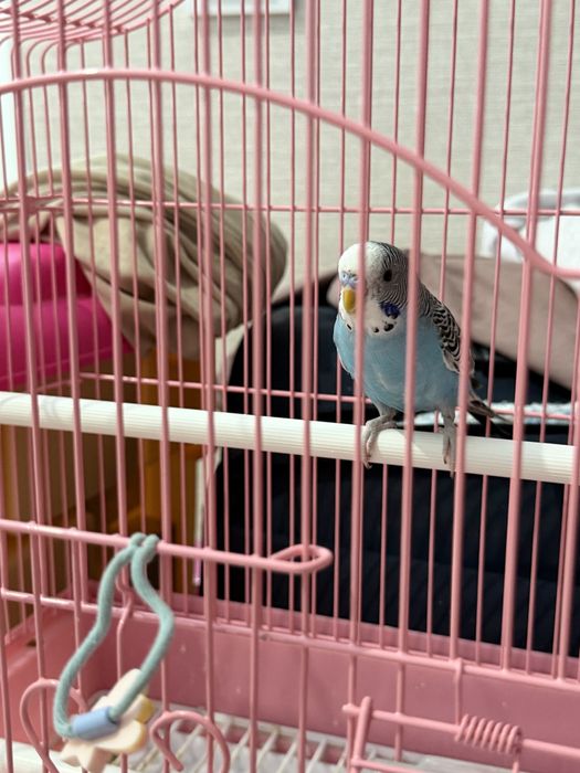 Тоты құс сатылады