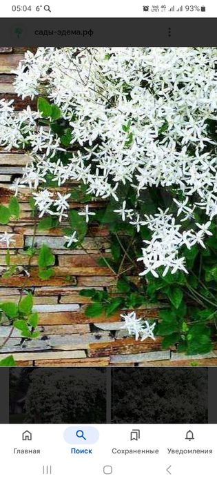 Продам  клематис