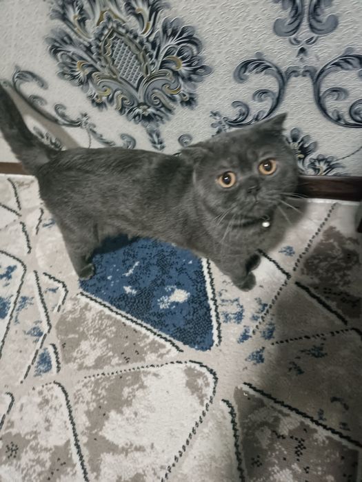 Skotsh fold mushugi sotiladi