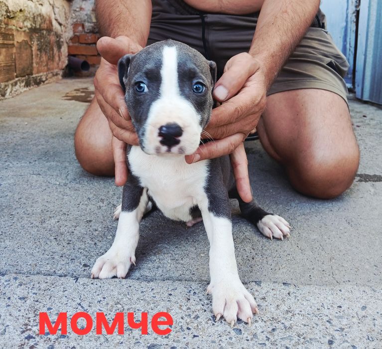 Pitbul-Питбул-Pitbul