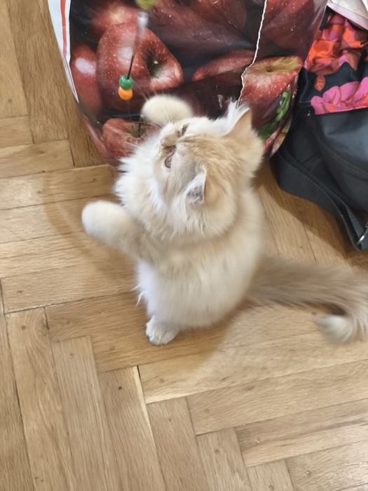 Персийско женско коте