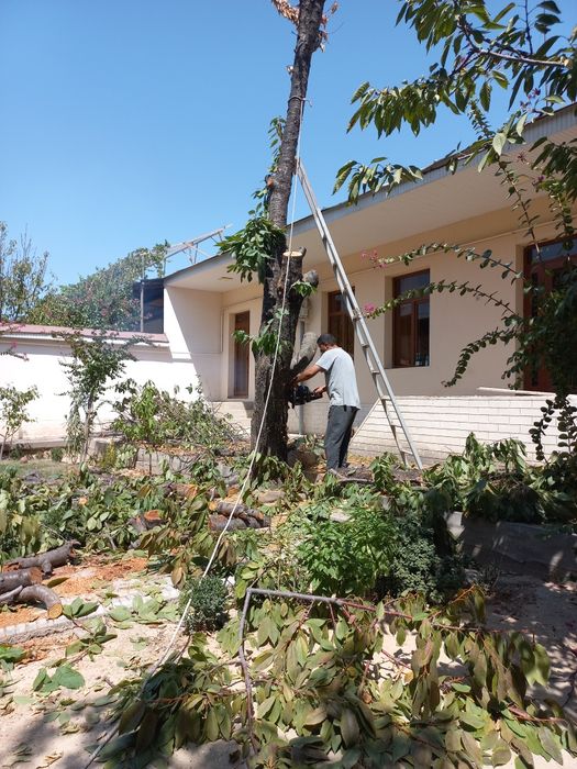 Daraxt   kesish  xizmati