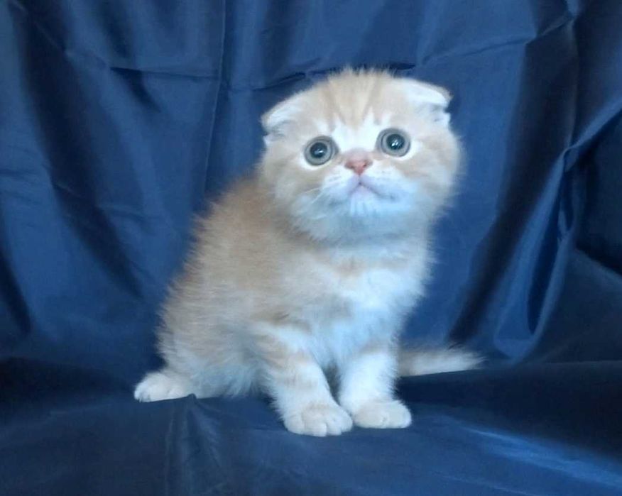 Шотландски късокосмести котенца