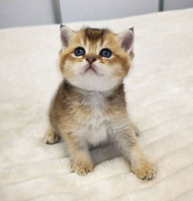 Золото шиншилла фолд,страйт котёноки