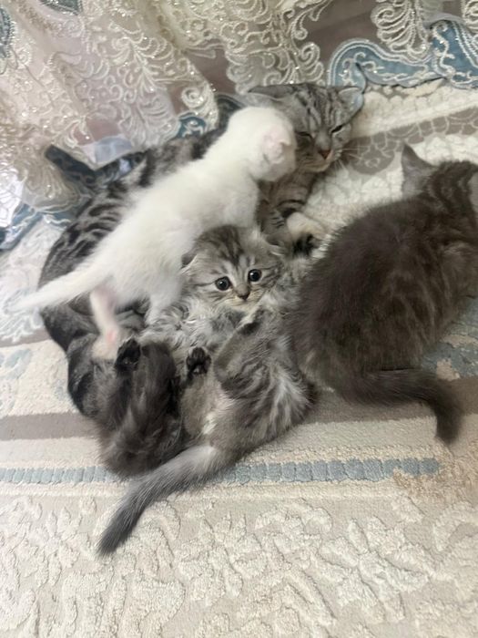 В продаже шотландские котята