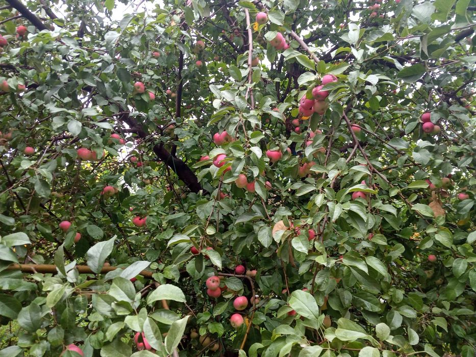 Продам дачу за с.Тарханка