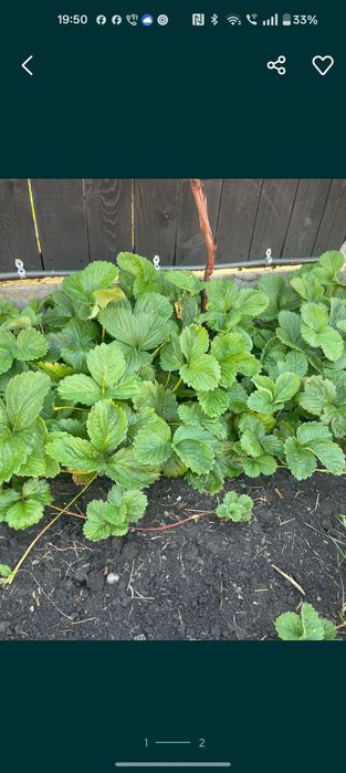 Capșuni timpurii stoloni Salvie Bulbi leurdă Conuri Hamei