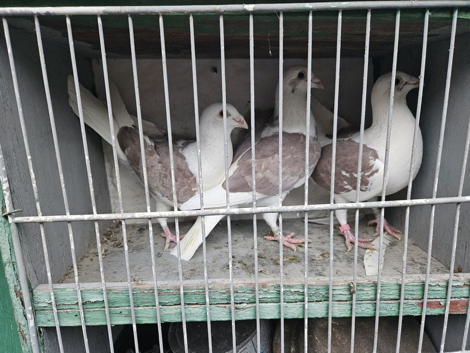 Porumbei voiajori capaciti pe rosu