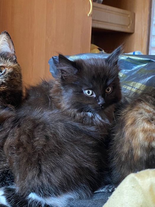 котята, отдам в хорошие руки