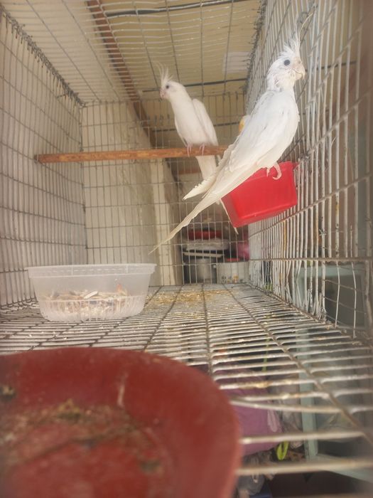 Dubai karella par