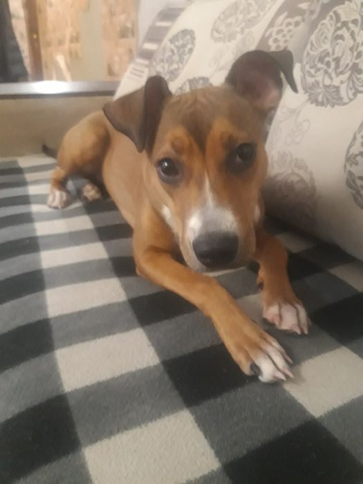 Отдам даром щенка