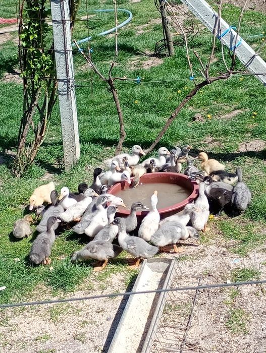 Boboci de rațe polare