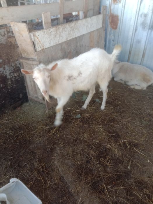 Ешкі шаруашылығы