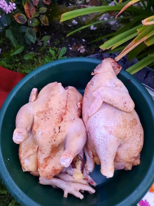 Vand gaini crescute natural,carcasa