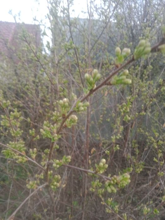 Продам саженцы вишни